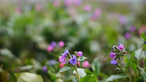 Tiro Seletivo Foco Flores Cor Rosa Florescendo Com Vegetação Fundo — Fotografia de Stock