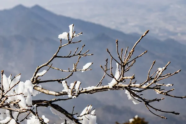 Zbliżenie Ujęcie Gałęzi Drzewa Nakrytego Białym Śniegiem — Zdjęcie stockowe