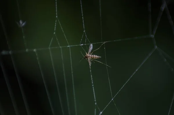 Ett Makro Skott Mygga Instängd Ett Spindelnät Grön Bakgrund — Stockfoto