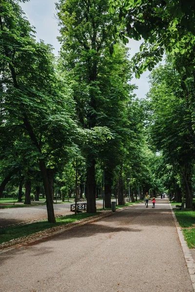 Concrete Road Lined Lush Green Trees Spring — Stock Photo, Image