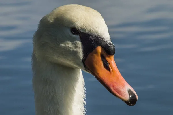 Närbild Ett Vackert Svanshuvud Dagsljus — Stockfoto