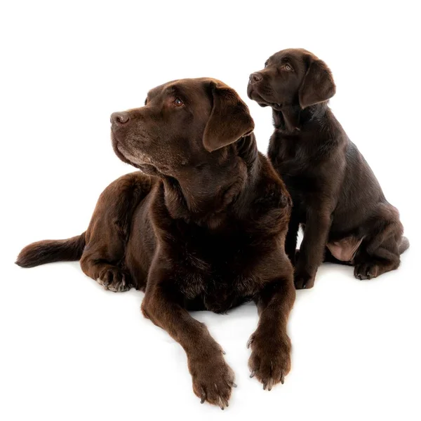 Primo Piano Cucciolo Labrador Marrone Scuro Con Madre Isolata Uno — Foto Stock