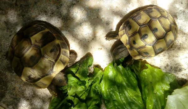 Ein Blick Von Oben Auf Zwei Schildkröten Die Salatblätter Mit — Stockfoto