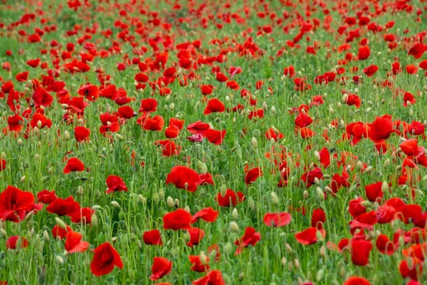 Una Hermosa Vista Del Campo Verde Lleno Tulipanes Rojos Concepto — Foto de Stock