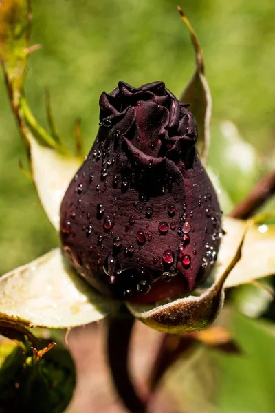 Macro Shot Beautiful Dark Red Rose Water Drops Sunny Day — Stock Photo, Image