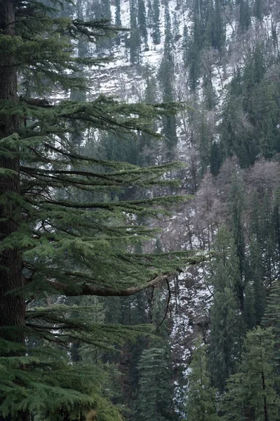 Gyönyörű Magas Örökzöld Fenyőfák Erdőben Télen — Stock Fotó