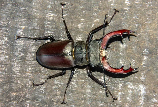 Tiro Aéreo Besouro Lucanus Cervus Com Mandíbulas Afiadas — Fotografia de Stock