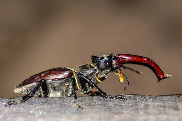 Primer Plano Escarabajo Lucanus Cervus Sentado Superficie Madera Rugosa — Foto de Stock