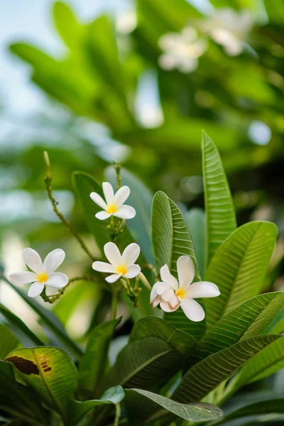 Selektivní Zaostření Záběr Měkké Krásné Květiny Frangipani Kvete — Stock fotografie