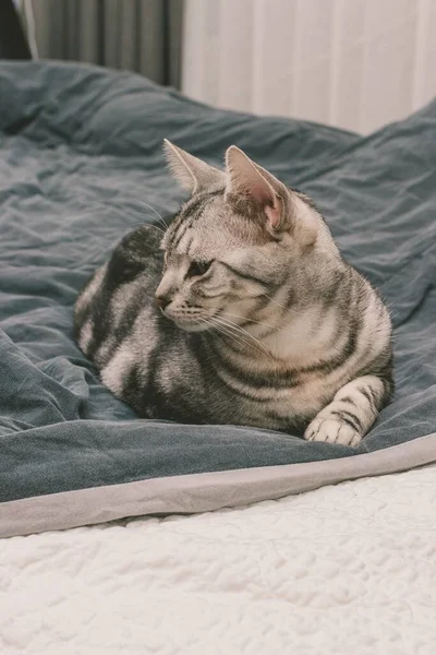 一只灰色的肥猫躺在床上的一张垂直的照片 — 图库照片