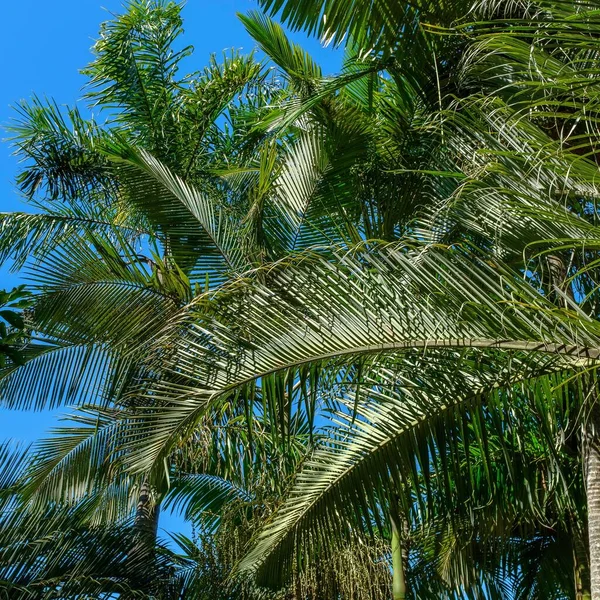 阳光下低矮的棕榈树 白天蓝蓝的天空 — 图库照片