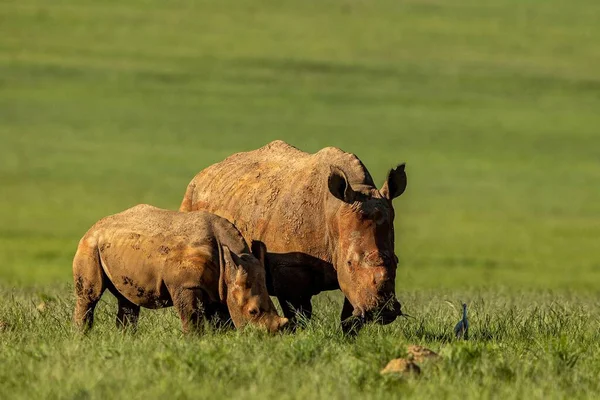 Mesmerizing Shot Rhinoceroses Grassy Field — Stock Photo, Image