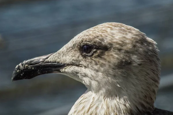 배경을 아름다운 솔새의 — 스톡 사진