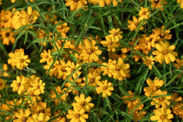 Niektóre Małe Kwiaty Żółtymi Płatkami Uprawiane Wśród Traw Idealne Tło — Zdjęcie stockowe
