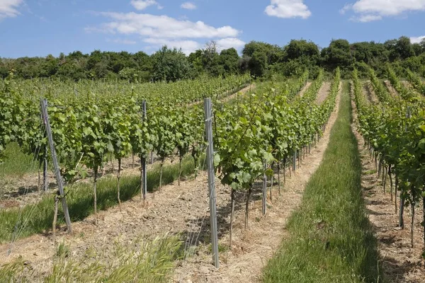 Vineyards Palatinate Wine Region Germany — Stock Photo, Image