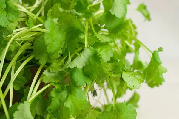 Las Hojas Frescas Cilantro Olla Marrón — Foto de Stock