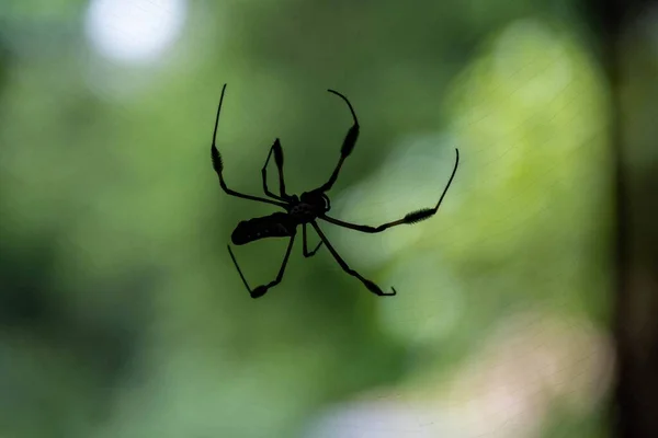 Tiro Foco Seletivo Uma Aranha Negra Pendurada Sua Teia Natureza — Fotografia de Stock