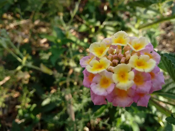 Selektivní Zaostření Záběru Lantana Camara Zahradě — Stock fotografie