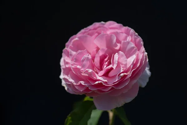 Крупним Планом Рожева Квітка Ізольована Чорному Тлі — стокове фото