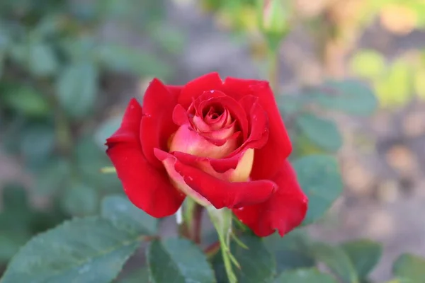 Piękna Otwarta Czerwona Róża Kilka Liści Rozmytym Tle — Zdjęcie stockowe