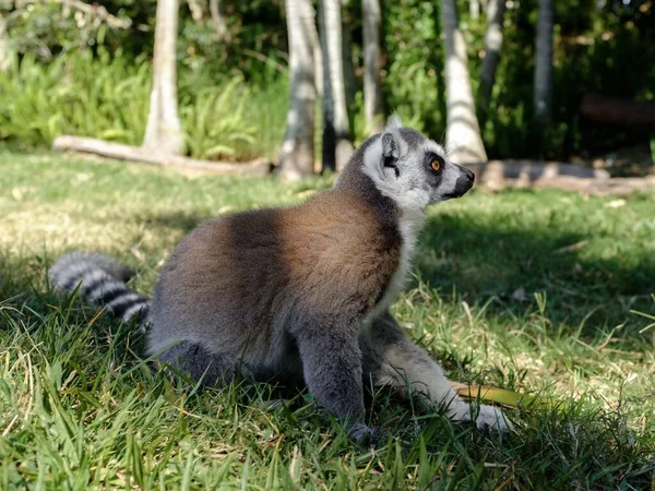 Sebuah Closeup Dari Lemur Duduk Tanah Ditutupi Hijau Bawah Sinar — Stok Foto