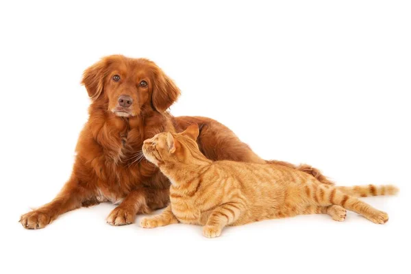 Una Toma Aislada Perro Nova Scotia Duck Tolling Retriever Mirando — Foto de Stock