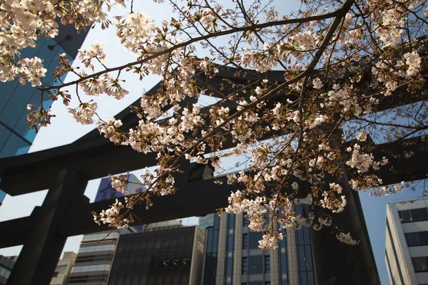 Primer Plano Flor Cerezo Japonés Con Una Puerta Tradicional Japonesa —  Fotos de Stock