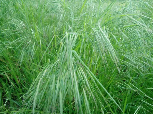 Närbild Höga Gräs Fältet — Stockfoto