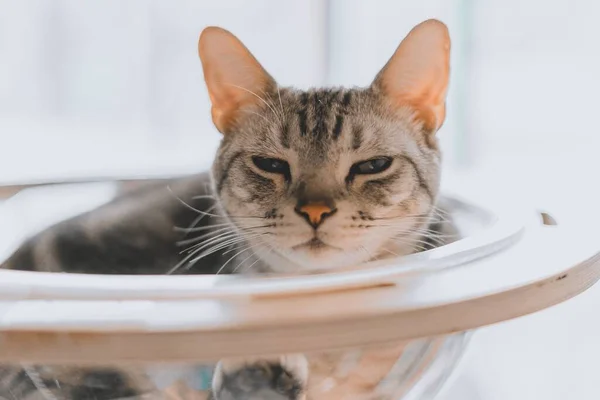 一只灰色的肥猫睡在碗里的特写镜头 — 图库照片