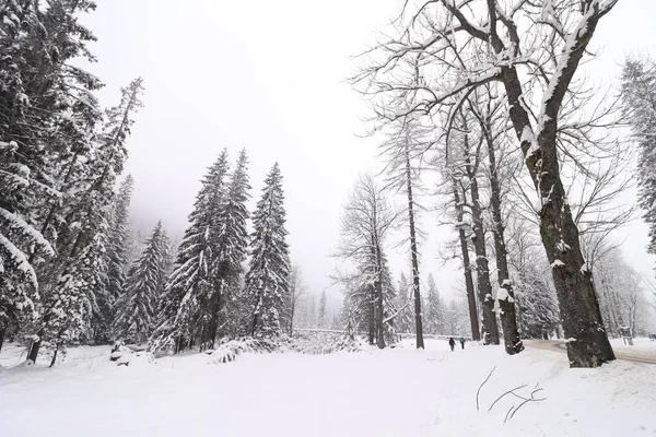 Paisaje Campo Cubierto Árboles Nieve Bajo Cielo Nublado Invierno — Foto de Stock