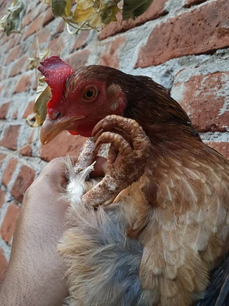 Eine Vertikale Aufnahme Einer Person Die Einen Hahn Einem Bauernhof — Stockfoto