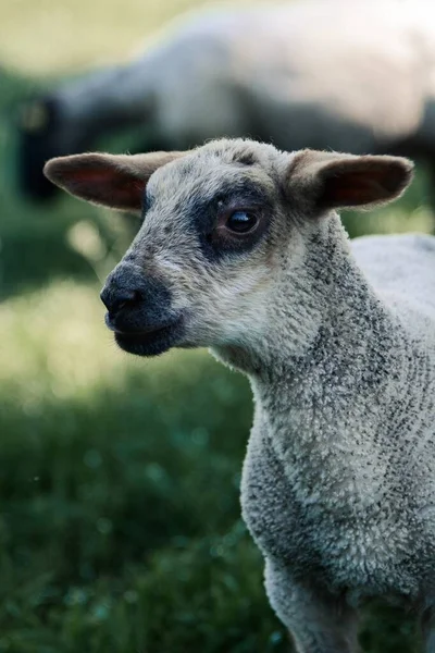 Çimlerin Üzerinde Duran Bir Koyunun Dikey Görüntüsü — Stok fotoğraf