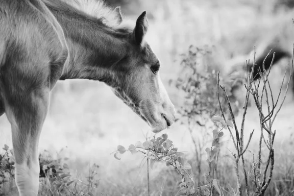 Grayscale Shot Beautiful Horse Grazing Meadow — Stock Photo, Image