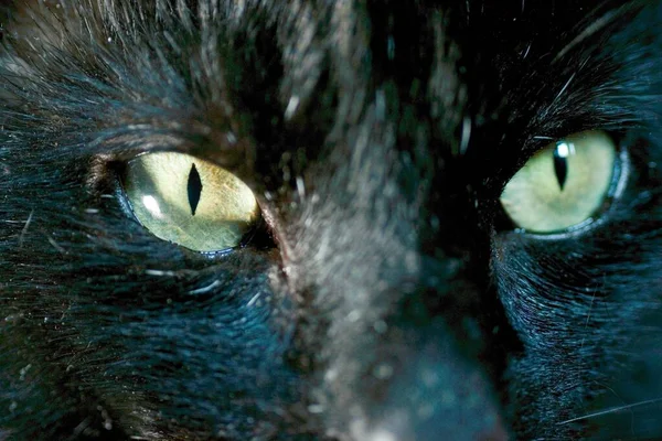 Closeup Black Cat Fierce Yellow Eyes Looking Straight Camera — Stock Photo, Image