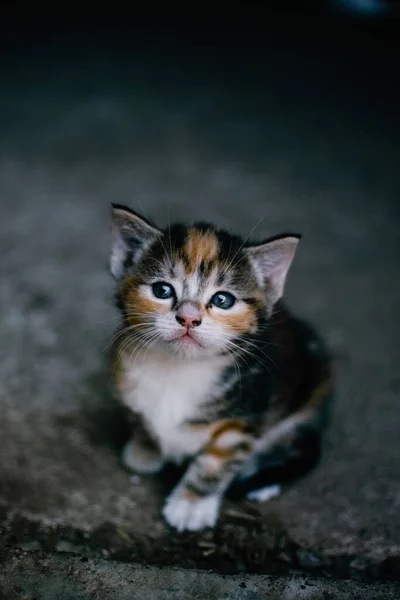 지상에 귀여운 고양이를 클로즈업 — 스톡 사진