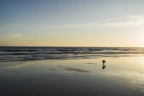 Cane Che Cammina Sulla Spiaggia Con Bellissime Onde Del Mare — Foto Stock