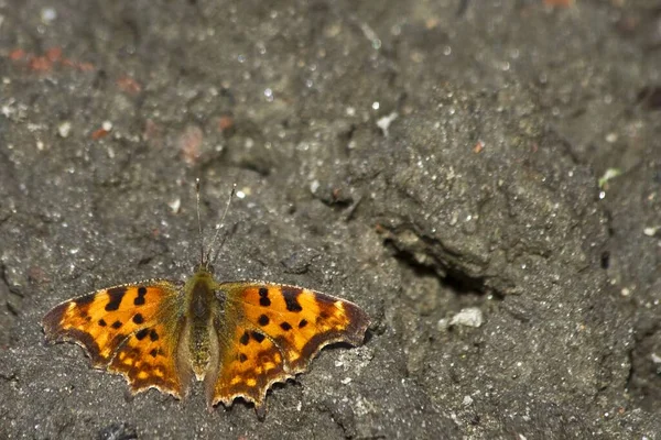 Nahaufnahme Eines Gemeinsamen Schmetterlings Polygonia Album — Stockfoto