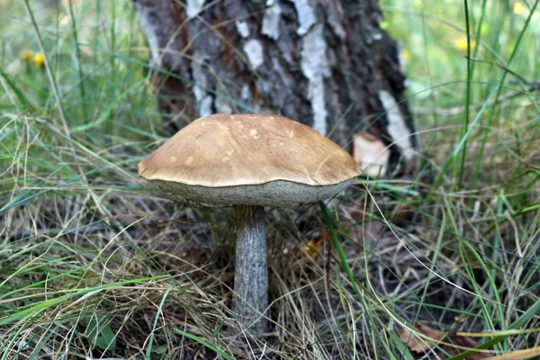 Fűfélék Között Termesztett Barna Sapkás Gomba Tökéletes Háttér — Stock Fotó