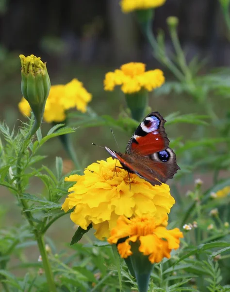 Brązowy Motyl Niebieskimi Kółkami Siedzą Płatkach Żółtego Kwiatu — Zdjęcie stockowe