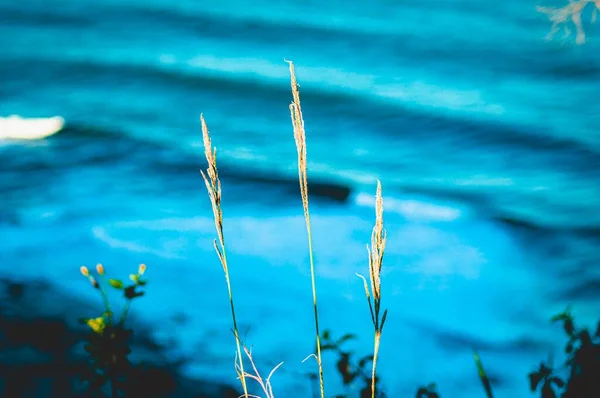 바다의 식물의 — 스톡 사진