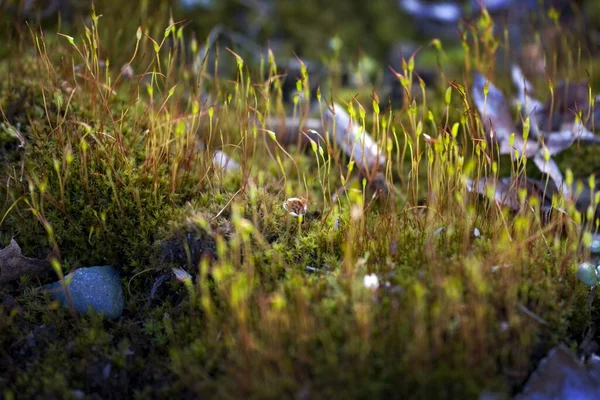 野原の野生植物のクローズアップ — ストック写真