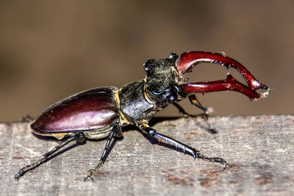 Primer Plano Escarabajo Lucanus Cervus Sentado Superficie Madera Rugosa — Foto de Stock
