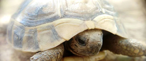Arka Planı Bulanık Olan Bir Kaplumbağanın Kafasının Yakın Plan Fotoğrafı — Stok fotoğraf