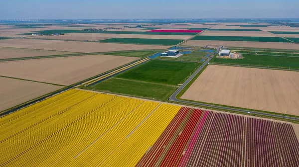 Een Luchtfoto Van Kleurrijke Tulpenvelden Het Voorjaar Nederland — Stockfoto