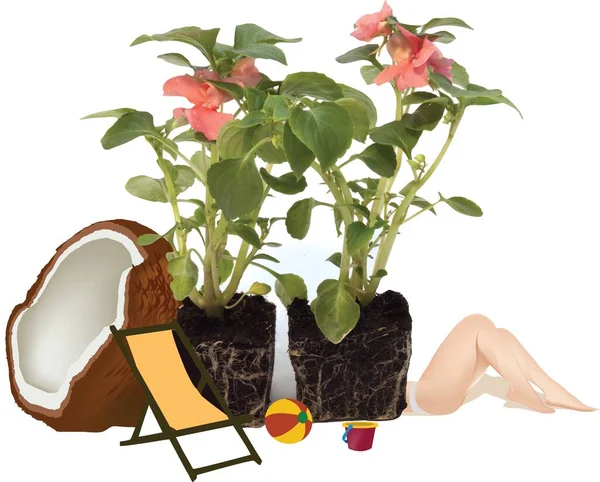 Dwa Doniczki Rosnącymi Różowymi Kwiatami Trójwymiarowym Odwzorowaniem Kokosów Kobiecych Nóg — Zdjęcie stockowe
