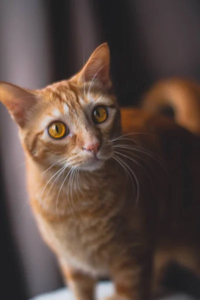 Eine Vertikale Nahaufnahme Einer Süßen Ingwerkatze Mit Gelben Augen — Stockfoto