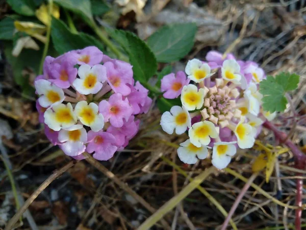 Selektivní Zaostření Záběru Lantana Camara Zahradě — Stock fotografie