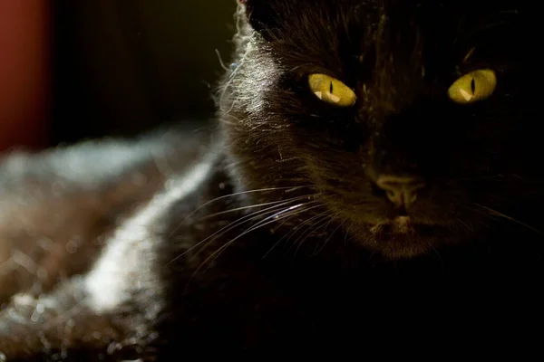 カメラに向かってまっすぐに見ている激しい黄色の目の黒い猫のクローズアップ — ストック写真