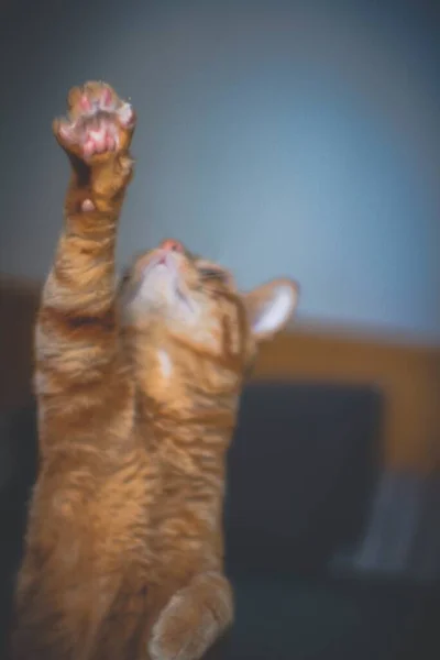 Eine Vertikale Nahaufnahme Einer Süßen Ingwerkatze Einer Kletterposition — Stockfoto