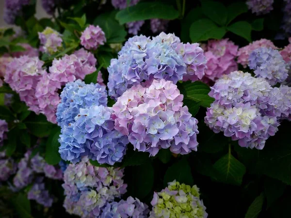 Gros Plan Hortensia Colorée Avec Des Feuilles Arrière Plan Dans — Photo